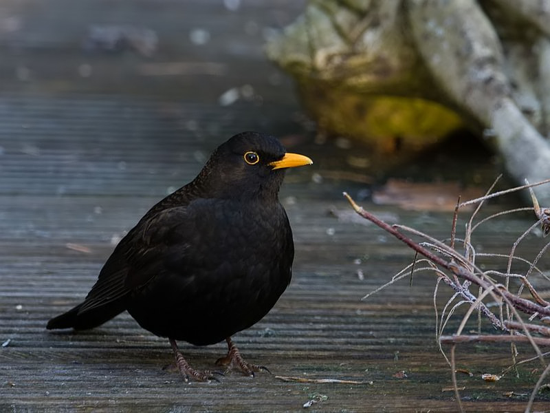 Turdus merula Merel Blackbird